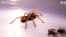 Colombia Seizes Over 100 Tarantulas Bound for Mexico 