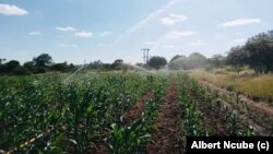 Insumu elinywa ngokuthelezela eyeGuyu Chelesa Irrigation Scheme esivuselelwe yiInternational Fund for Agricultural Development (IFAD). 