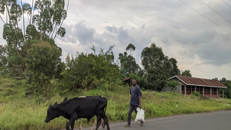 L'absence des pâturages exacerbe les conflits entre les éleveurs et les agriculteurs congolais dans le Nod-Kivu