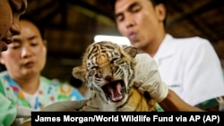 Myanmar Wildlife Trade(James Morgan/World Wildlife Fund via AP)