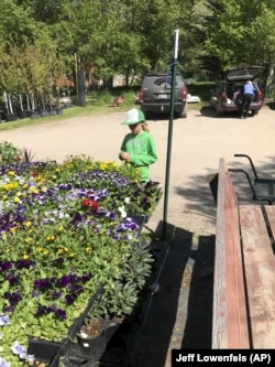 This image provided by Jeff Lowenfels shows a young gardener evaluating cell pack starts at a nursery to make sure her purchases are healthy and have been cared for correctly on May 10, 2017. (Jeff Lowenfels via AP)