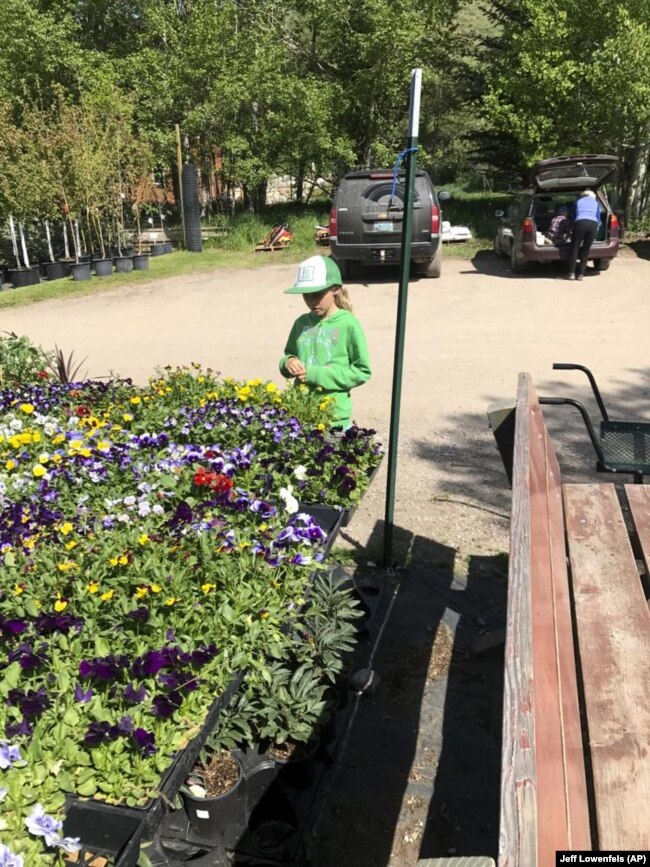 This image provided by Jeff Lowenfels shows a young gardener evaluating cell pack starts at a nursery to make sure her purchases are healthy and have been cared for correctly on May 10, 2017. (Jeff Lowenfels via AP)