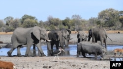 FILE - Elephants drink water in one of the dry channel of the wildlife-rich Okavango Delta near the Nxaraga village in the outskirt of Maun, Botswana, Sept. 28, 2019.