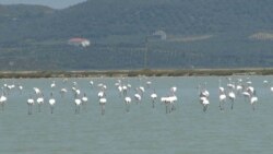 Laguna e Nartës, në afërsi të zonës së aeroportit të Vlorës