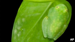 This photo provided by researchers in December 2022 shows a sleeping glass frog photographed with a flash from its back side, showing its leaf-green coloration in reflected light. (Jesse Delia/AMNH via AP)