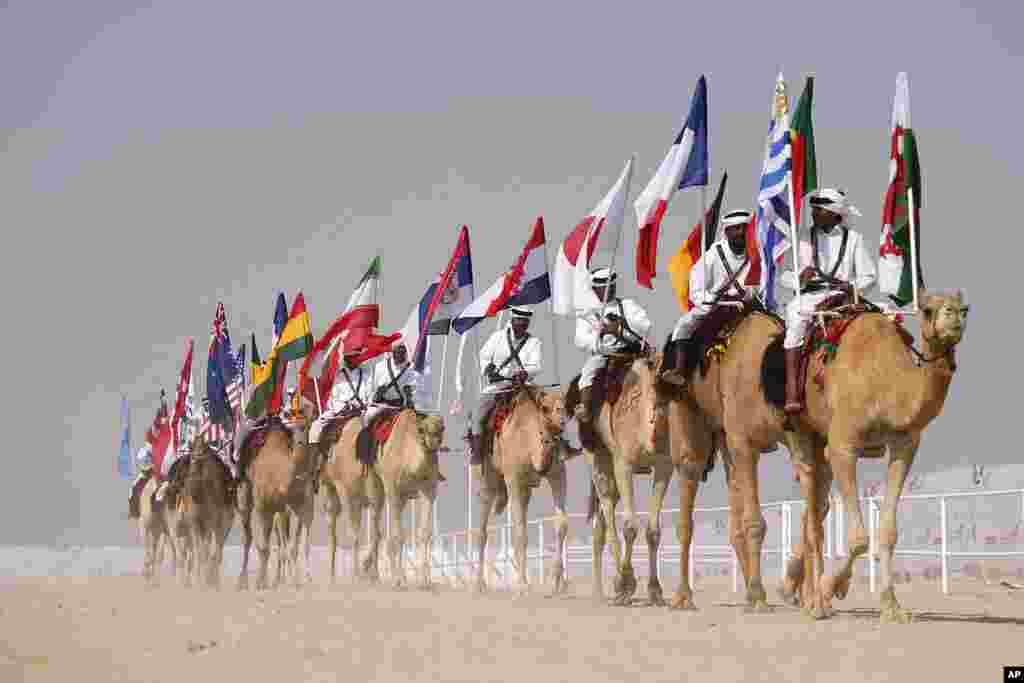 Camels parade with flags during a pageant at the Qatar camel Mzayen Club, in Ash- Shahaniyah, Qatar.
