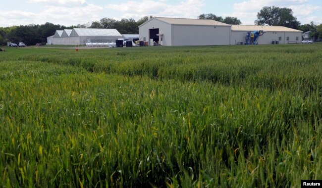 Test plots of hybrid wheat are grown at the research farm for the bio-technology company Syngenta near Junction City, Kansas, U.S. May 4, 2017. ( REUTERS/Dave Kaup)