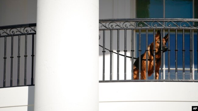 Commander, qeni i presidentit, ndjek ceremoninë nga një ballkon i Shtëpisë së Bardhë