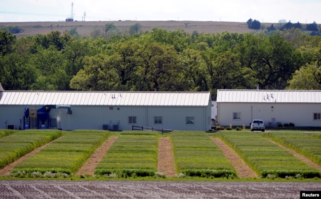 Five by 15 foot test plots of different hybrid wheat strains are grown at the research farm for the bio-technology company Syngenta near Junction City, Kansas, U.S. May 4, 2017. (REUTERS/Dave Kaup)