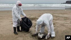Un trabajador municipal recoge un pelícano muerto en la playa de Santa María en Lima, Perú, el martes 29 de noviembre de 2022. 