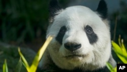 Xin Xin, the last giant panda in Latin America, sits inside her enclosure at the Chapultepec Zoo, in Mexico City, Friday, Nov. 11, 2022. (AP Photo/Fernando Llano)