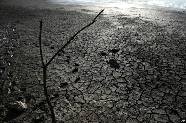 A goose walks on a dried bed of Lake Velence in Velence, Hungary, on Aug. 11, 2022.