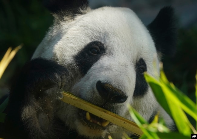 Xin Xin, the last giant panda in Latin America, sits inside her enclosure munching on bamboo at the Chapultepec Zoo, in Mexico City, Friday, Nov. 11, 2022.(AP Photo/Fernando Llano)