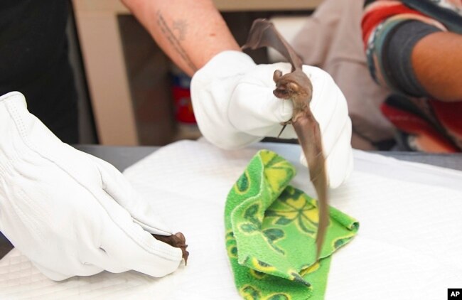 A bat stretches out its wings after getting some fluids at the Houston Humane Society TWRC Wildlife Center on Tuesday, Dec. 27, 2022 in Houston. (Elizabeth Conley/Houston Chronicle via AP)