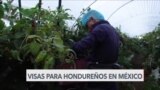 México ofrece visas de trabajo para hondureños