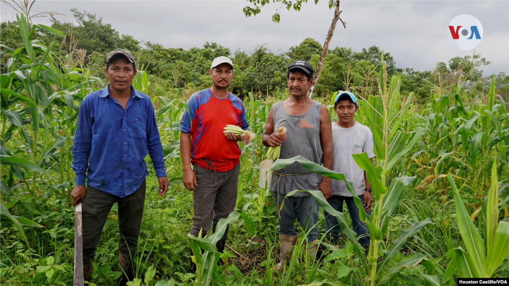 Un grupo de campesinos trabaja en una finca en Upala, una zona fronteriza a Nicaragua. Foto Houston Castillo, VOA