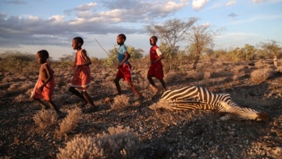 
Kenya Drought Kills Hundreds of Wild Animals

