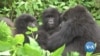 Rwanda, Congo Communities Unite for Gorilla Conservation Despite Tensions  