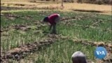 ሓረስቶት ዓዲ ግራትን ከባቢ ኣን እንታይ ይብሉ?