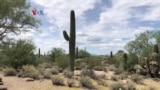 Warung VOA: Jalan-Jalan ke Gurun Arizona