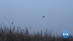 Russia's War in Ukraine May Be Affecting Bird Migration to Kashmir