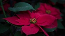 Quiz - Five Common 'Holiday' Plants and How to Care for them