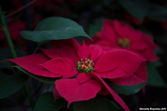 A poinsettia sits inside a greenhouse in the Xochimilco borough of Mexico City, Saturday, Dec. 10, 2022. (AP Photo/Ginnette Riquelme)