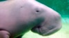 Manatee Relative, 700 New Species Now Facing Extinction 