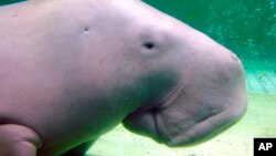 FILE - Serena, a dugong, swims at the Toba Aquarium in Toba, Japan, Sept. 5, 2012. Populations of the vulnerable species of marine mammal, numerous species of abalone and a type of Caribbean coral are at risk of extinction, a conservation organization said Dec. 9, 2022.