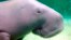 FILE - Serena, a dugong, swims at the Toba Aquarium in Toba, Japan, Sept. 5, 2012. Populations of the vulnerable species of marine mammal, numerous species of abalone and a type of Caribbean coral are at risk of extinction, a conservation organization said Dec. 9, 2022.