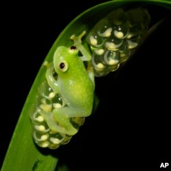 This photo provided by researchers in December 2022 shows a glass frog, strict leaf dwelling frogs, that sleep, forage, fight, mate, and provide (male) parental care on leaves over tropical streams. (Jesse Delia/AMNH via AP)