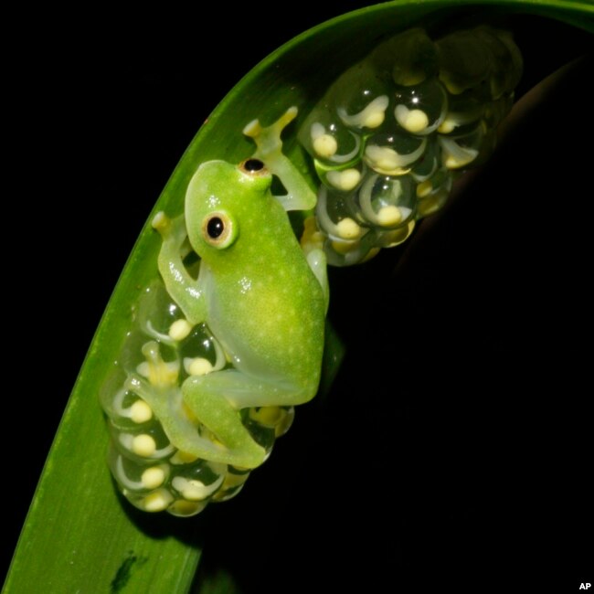 This photo provided by researchers in December 2022 shows a glass frog, strict leaf dwelling frogs, that sleep, forage, fight, mate, and provide (male) parental care on leaves over tropical streams. (Jesse Delia/AMNH via AP)