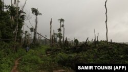 FILE: Tree stumps scar the forests floor after 850 hectares of forests were felled to plant oil palms in the heart of the Congo Basin forest near Kisangani in the north eastern Democratic Republic of Congo on September 25, 2019. 