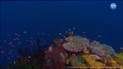 “Avustralya’nın Büyük Set Resifi Tehlike Altında” 