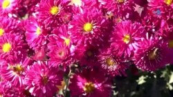 د پیښور په اسلاميه کالج کې د ګلانو نندارتون