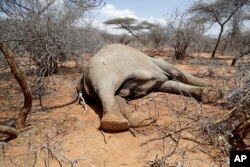 Seekor gajah, yang dibunuh oleh penjaga Kenya Wildlife Service setelah membunuh seorang perempuan saat mencari air dan makanan di tengah kekeringan, terbaring di Loolkuniyani, Kabupaten Samburu di Kenya, 16 Oktober 2022. (AP/Brian Inganga)