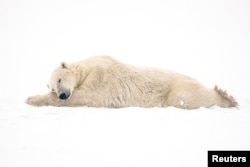 In this file photo, a polar bear is seen near the Hudson Bay community of Churchill, Manitoba, Canada November 20, 2021. (REUTERS/Carlos Osorio/File Photo)