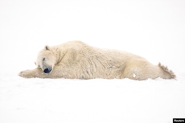 In this file photo, a polar bear is seen near the Hudson Bay community of Churchill, Manitoba, Canada November 20, 2021. (REUTERS/Carlos Osorio/File Photo)