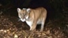 Tribes Bury Southern California's Famed Mountain Lion, P-22