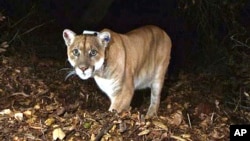 FILE - This photo provided by the U.S. National Park Service shows a mountain lion known as P-22, photographed in Nov. 2014 in the Griffith Park area near downtown Los Angeles. (US National Park Service, via AP)