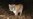 Tribes Bury Southern California's Famed Mountain Lion, P-22