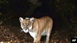 Mfano wa Simba ambao wanaelezewa kukosa chakula nchini Sudan kutokana na mapigano yanayoongezeka huko. (US National Park Service, via AP)