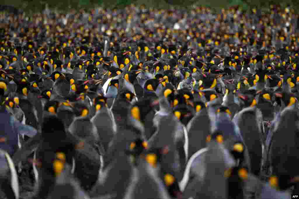 Thousands of penguins gather together on the Possession Island, in the southern Indian Ocean.