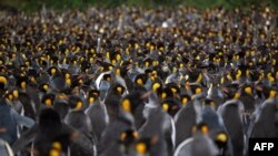 Ribuan penguin (Manchots Royaux) di Pulau Possession, bagian dari Kepulauan Crozet yang merupakan kepulauan sub-Antartika dari pulau-pulau kecil di Samudera Hindia bagian selatan. (Foto: AFP)