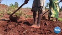 Mudanças Climáticas: A agricultura é o sector que mais está a sentir os efeitos 