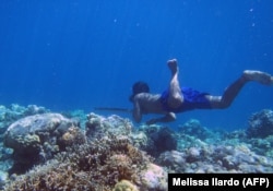 Seorang penyelam Bajau berburu ikan di bawah air menggunakan tombak tradisional dari pulau-pulau di Indonesia. (Foto: Melissa Ilardo/AFP)