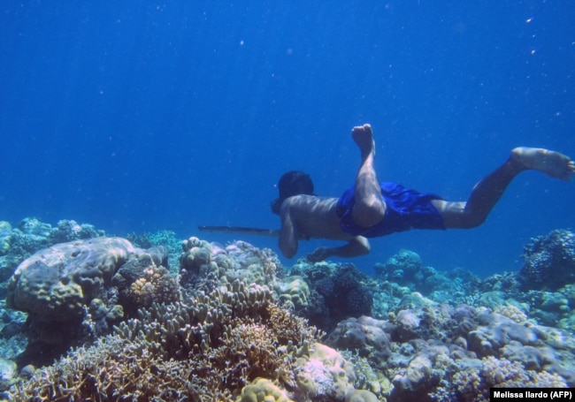 Seorang penyelam Bajau berburu ikan di bawah air menggunakan tombak tradisional dari pulau-pulau di Indonesia. (Foto: Melissa Ilardo/AFP)