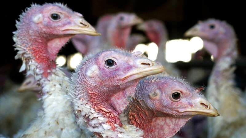 Stručnjaci: Ptičji grip može otežati snadbevanje hranom u svetu