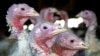 FILE - Turkeys are pictured on a farm near Sauk Centre, Minn., Nov. 2, 2005. Avian flu has killed more than 50 million birds in the U.S. this year, federal government data show.