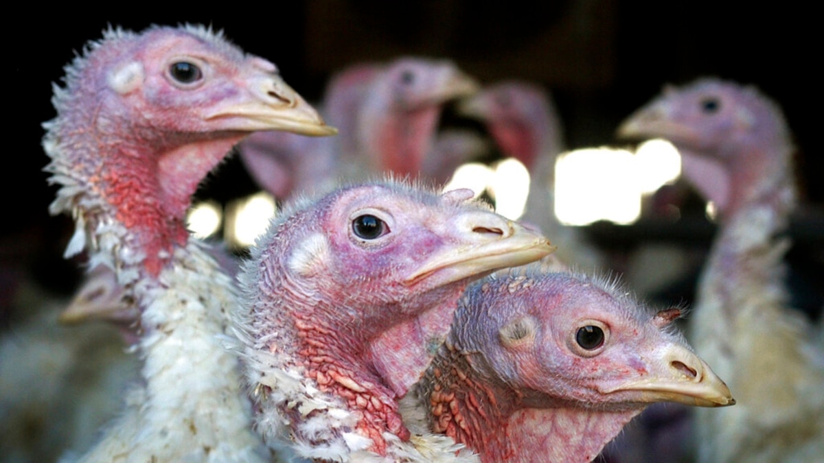 Avian Flu Outbreak Wipes Out 50.54 Million US Birds, a Record - Voice of America - VOA News